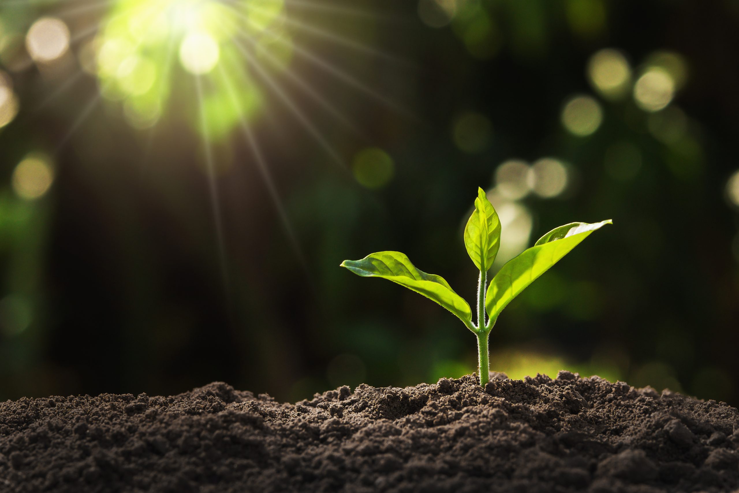 Young sapling emerging from the soil, bathed in sunlight.