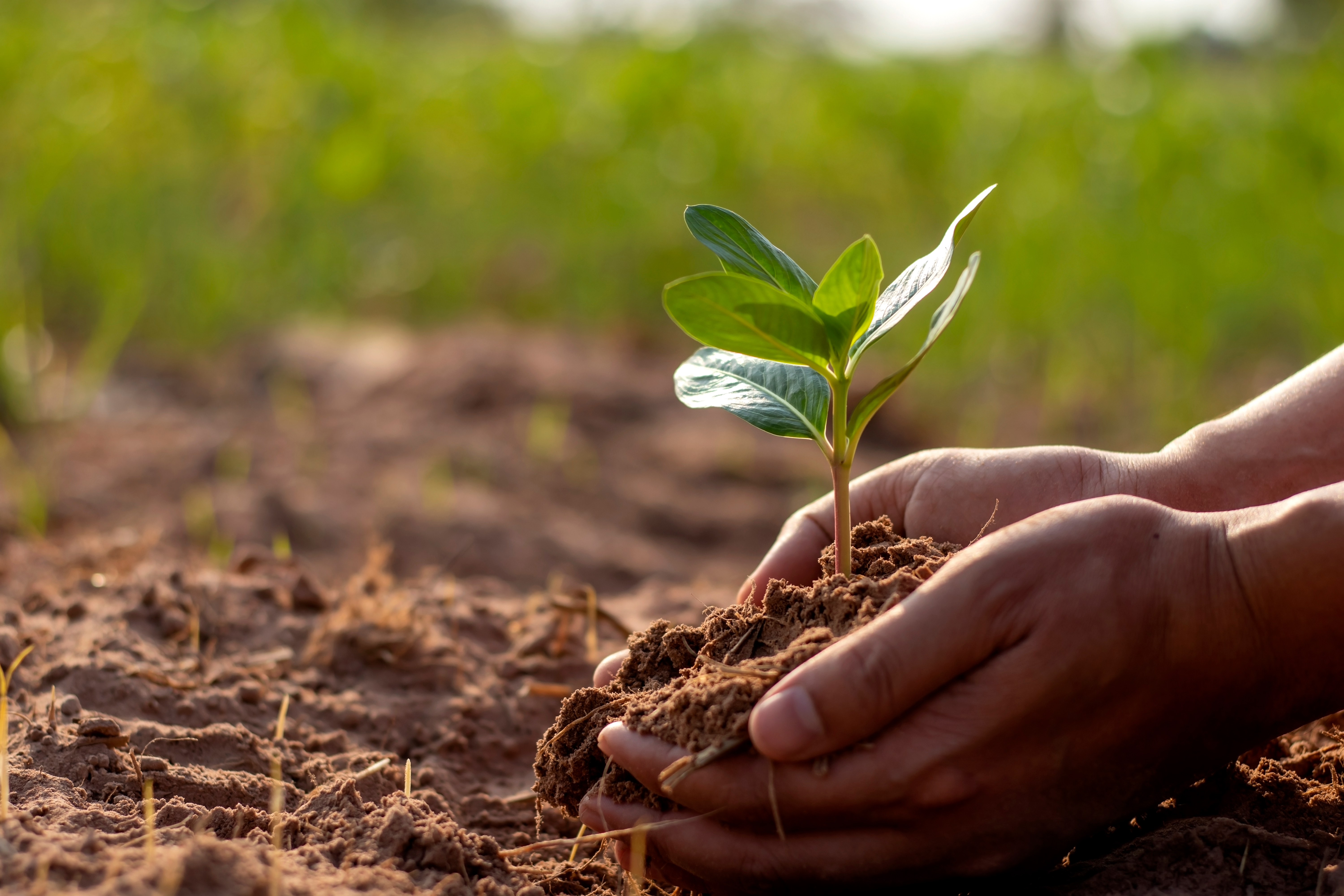 Erikson’s Impact on Pastoral Care and Student Wellbeing in Schools