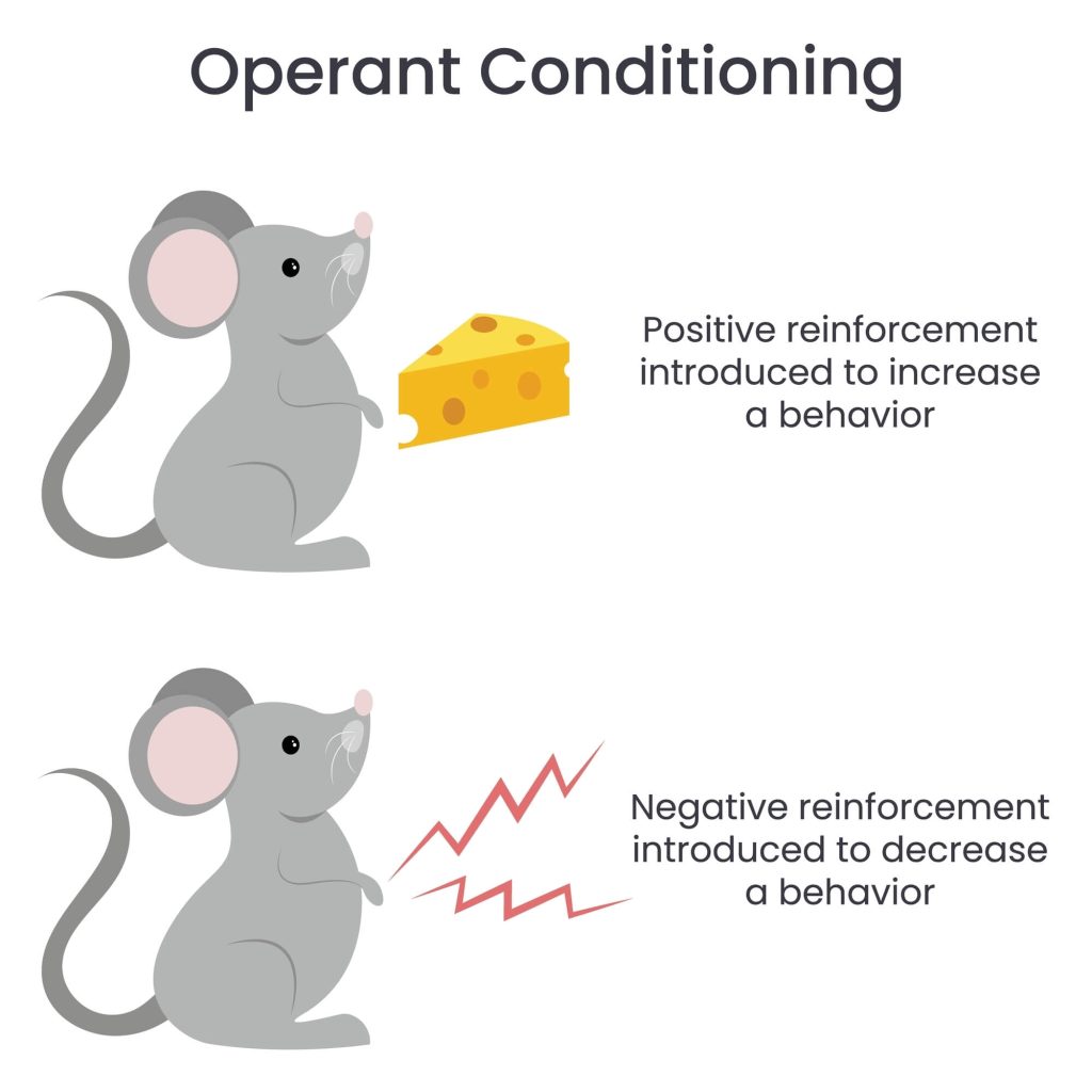 Skinner's behavioural theories are demonstrated with an operant conditioning model using a mouse. 