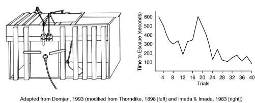 Simplified graph illustrating the decrease in time it took for a cat to escape Thorndike's puzzle box over multiple trials.